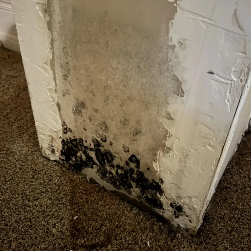 Professional Mold Removal in Grant County, AR